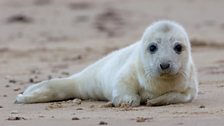 Grey seal pup