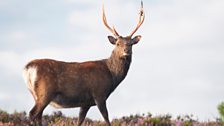 Sika deer