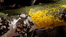 Slime mould