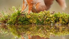 Red squirrel