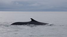 Fin whale