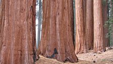 Giant Sequoia