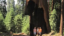 Sequoia National Park