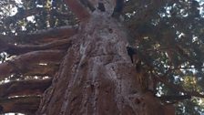 Giant Sequoia