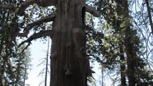 Giant Sequoia