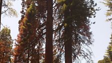 Giant Sequoia