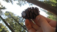 Sequoia cone