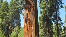 Giant Sequoia