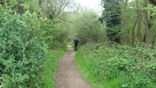 This pathway runs through the woodland alongisde the reed bed. Nightingales can be heard here