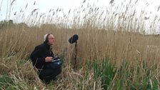 Chris Watson recording in North Warren reed bed 3