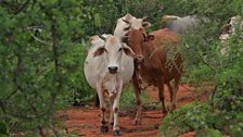 Borana cattle in the thornscrub