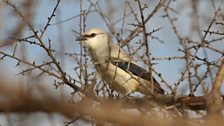 Juvenile Ethiopian Bush-crow