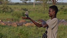 Young Borana guide releasing marked bird