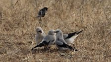 Ethiopian Bush-crow family party