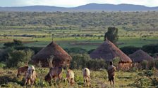 Young Borana boy tending grazing cattle