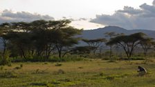 Rangelands near Yabello