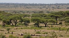 Young Borana pastoralist tending goat herd on the plains