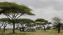 Pastoralists meeting under the shade of the Acacia