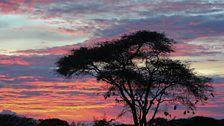 Weaver tree and Ethiopian Sunset