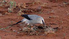 Foraging Ethiopian Bush-crow