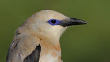 Ethiopian Bush-crow head profile