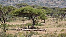 Young pastoralists shading from the heat of the day