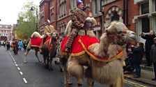 Camels on parade