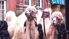 Camels ready and waiting