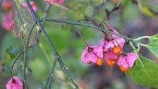 Spindle Bush