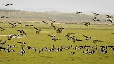 Barnacle geese landing in one of the fields they feed in throughout the day