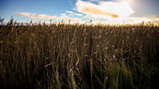 Snape Maltings