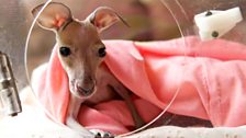 Episode 2 - An orphan 'pinkie' kangaroo joey looks out the window of its incubator.