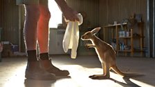 Episode 1 - Teaching an orphan kangaroo joey how to jump into a 'pillow case pouch'...