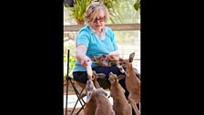 Episode 2 - Head of a charity called Wildcare feeding a group of orphaned joeys milk in her back yard.