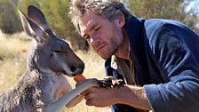 Episode 3 - Brolga has a particularly close relationship with this kangaroo called Ella.