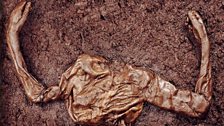 Iron age bog body