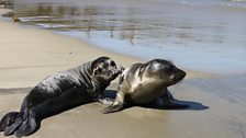 Northern elephant seals at release in Point Reyes, CA.