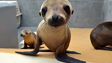 California Sea lion “Notebook” - a malnourished California Sea lion pup found in southern California earlier in 2013