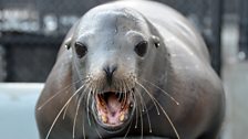 California Sea lion “Blonde Bomber” - after the strap was removed, and a few days R&R, he was released back to the wild