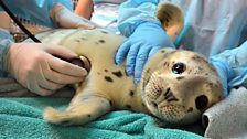 Harbor seal “Bogey” - a baby, orphaned harbor seal pup rescued this Spring.