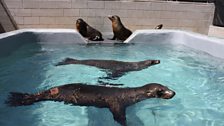 California sea lion patients at The Marine Mammal Center in Sausalito, CA.