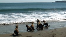 Sea lion release