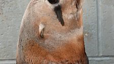 California Sea lion “Blonde Bomber” - a male sea lion found with a plastic packing strap “noose” around his neck.