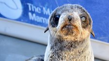 Northern fur seal “Koochooloo” - a Northern fur seal pup rescued at the end of 2012, found with tar on his belly.