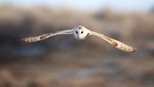 Barn Owl