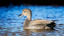 Gadwall