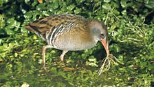 Water Rail