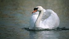 Mute Swan