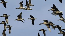 Brent Geese