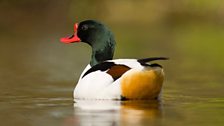 Shelduck